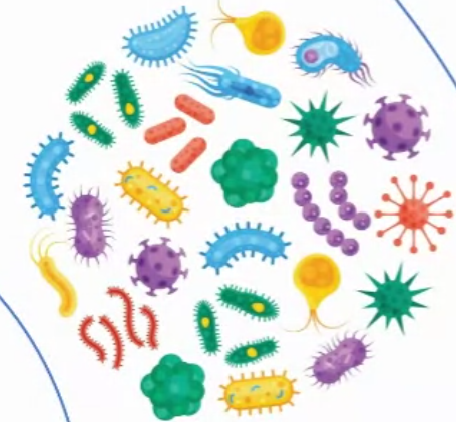 [316-TCS0005-25] Aspergillus/Fungus (control slides)