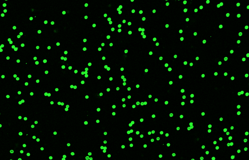 [AFG-4000-Biotin] Green PS Fluorescent Particles, 40-50 um-Biotin