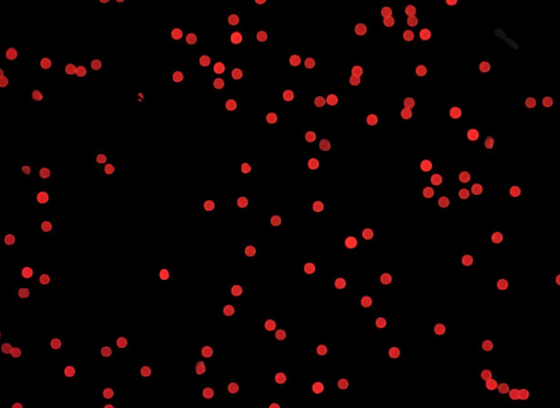 [AFR-1700-Biotin] Red PS Fluorescent Particles, 17 um-Biotin