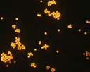 [AFO-1500-Biotin] Orange PS Fluorescent Particles, 15 um-Biotin