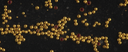 [ABGN-20-ORCP] Organic Gold Nanoparticles, 20 nm